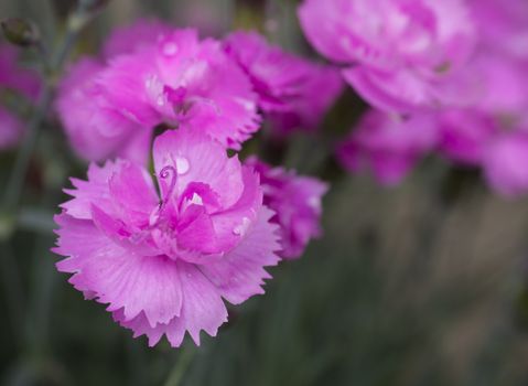 Close-up blooming carnation glory flower Dianthus caryophyllus, clove pink, species of Dianthus deltoides, vibrant color, bokeh floral background, selective focus.