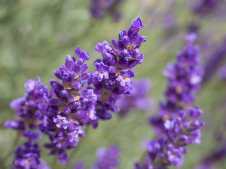 Levander floral pattern, Lavandula angustifolia bunch of flowers in bloom, purple lilac scented flowering plant on green bokeh background, selective focus.