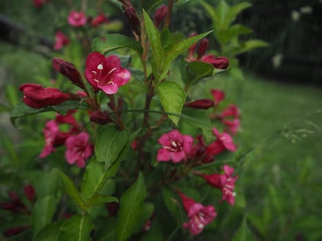 Blossoms red purple bush, flowers background on green grass, summer
