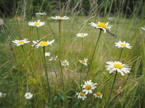 Oxeye daisy (Leucanthemum vulgare) flowers in grass