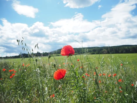 Red poppy field in a green meadow in a sunny day with a blue sky and white clowds