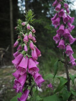 close up pink foxgloves in forest