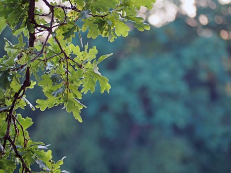 oak tree branche on a light fuzzy green background