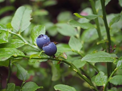 close up blueberry on the branch with a green ueaves