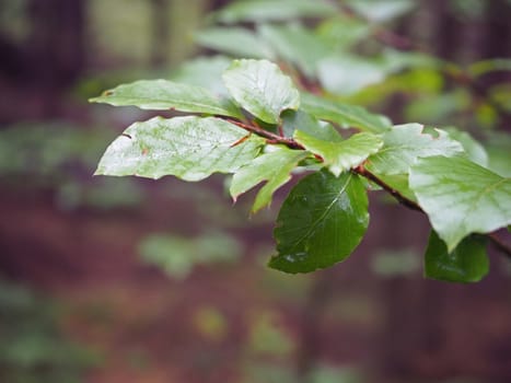 close up wet beech tree branch after rain