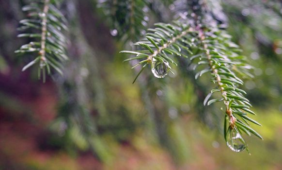 spruce tree branch with a rain drops on blurry forest background