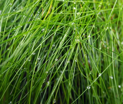 forest grass background with a morning dew