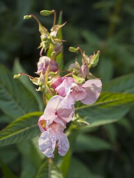 Meadow flower pink Sweet pea close-up beautiful golden lilght, bokeh background