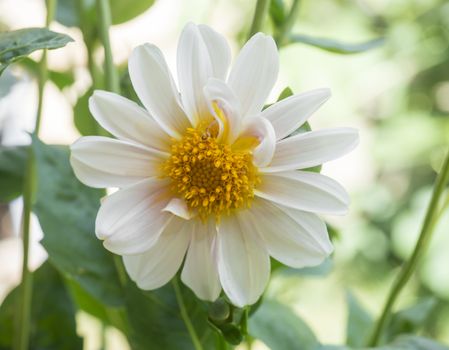 close up White Colored Dahlia flower, naural green Background. shallow Depth of Field DOF . Macro.