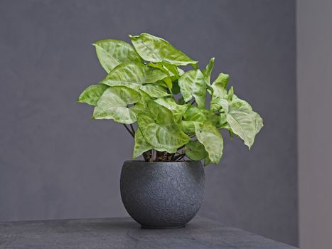 green plant in decorative grey flowerpot on abstract grey bacground