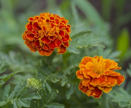 orange French marigold, Tagetes patula flower macro, selective focus