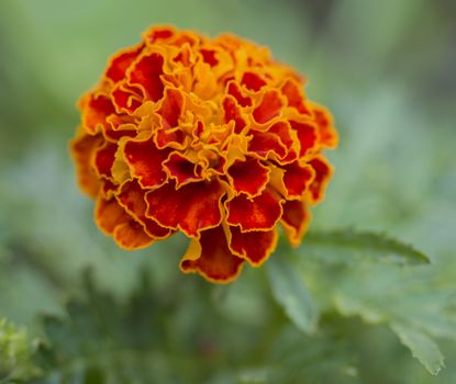 orange French marigold, Tagetes patula flower macro, selective focus