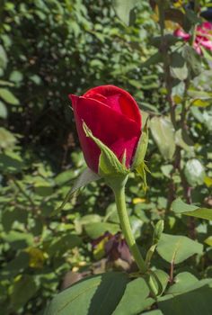 close up red rose bud