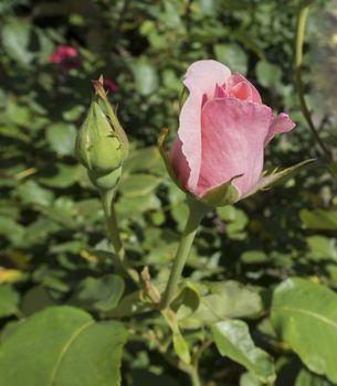close up pink rose bud