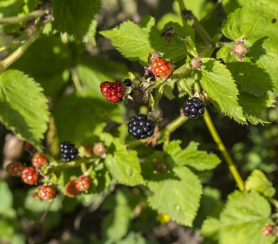 mature ripen blackberry brambles on the bush