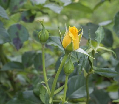 one yellow rose bud on green leaves background
