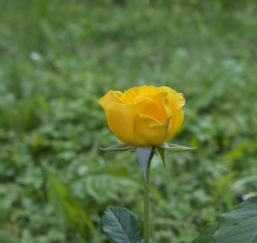 one blooming yellow rose on blurry green background