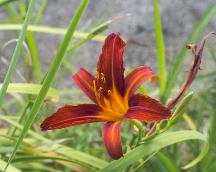 close up blooming red lily flower