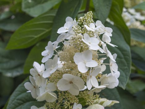 blooming perfect white flower Hydrangea quercifolia