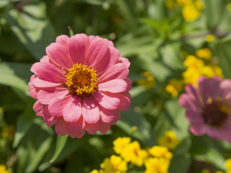 one close up pink Zinnia elegans on flower and green background