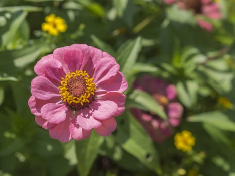 one close up pink Zinnia elegans on flower and green background