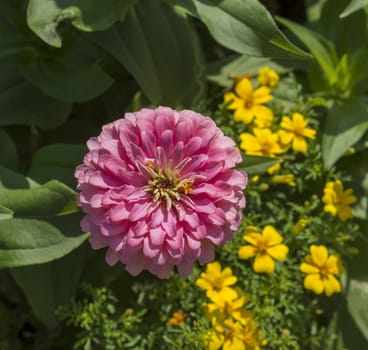 one close up pink Zinnia elegans on flower and green background