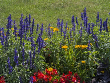 colourful blue red yellow flower floral bed with grass background
