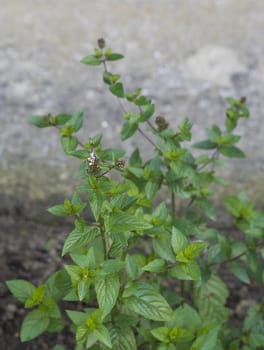 blooming fresh mint peppermint plant herb with soft beige background