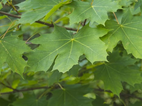 close up green maple tree leaves natural background texture