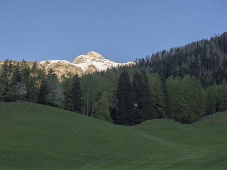 Green spring meadow with high seat and blooming trees, forest and snow covered mountain peak in Stubai valley, Neustift im Stubaital Tyrol, Austrian Alps.