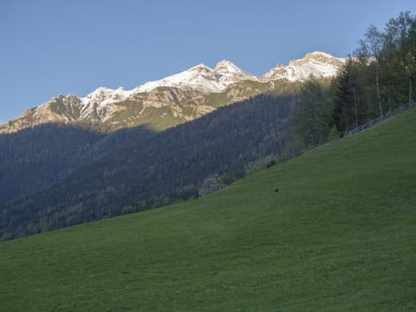 Green spring meadow with blooming trees, forest and snow covered mountain peak in Stubai valley, Neustift im Stubaital Tyrol, Austrian Alps.