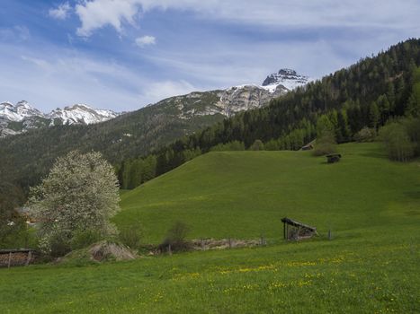 Green spring meadow with haylofts and blooming flowers and trees, forest and snow covered mountain peak in Stubai valley, blue sky clouds. Neustift im Stubaital Tyrol, Austrian Alps.