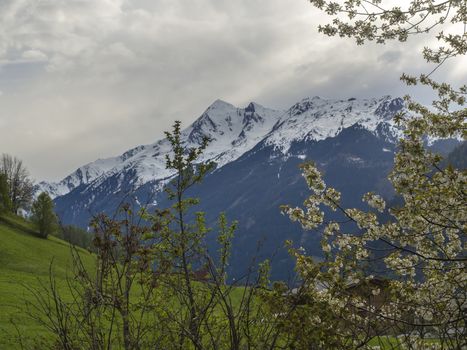 Spring mountain landscape with snow covered alpen mountain peaks and blooming apple tree branches, green meadow in Stubaital Stubai Valley near Innsbruck, Austria.