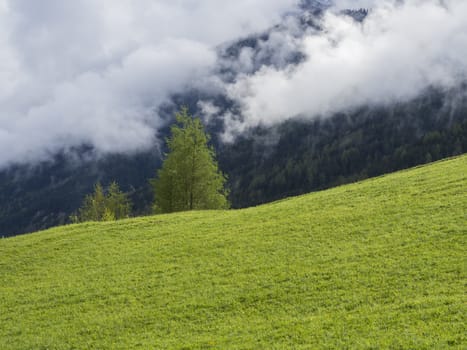 Spring lush green meadow and trees, forest Idyllic misty mountain landscape. white clouds and fog
