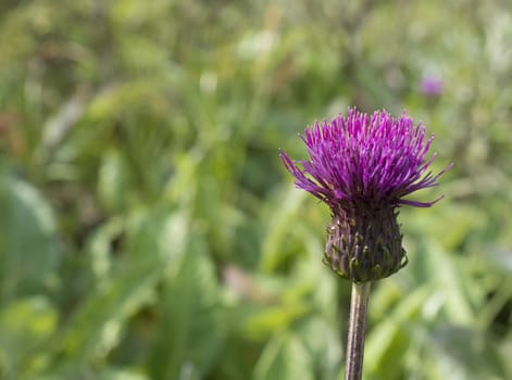 One close up purple field thistle closeup on green bokeh background Floral green-violet background. Pink thorny thistle flower. Selective focus, vivid colors