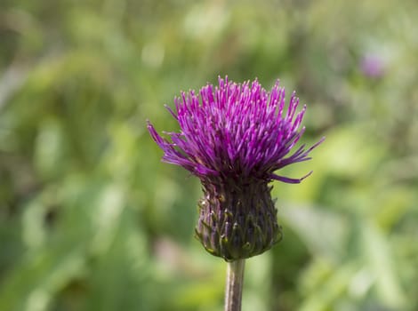 One close up purple field thistle closeup on green bokeh background Floral green-violet background. Pink thorny thistle flower. Selective focus, vivid colors