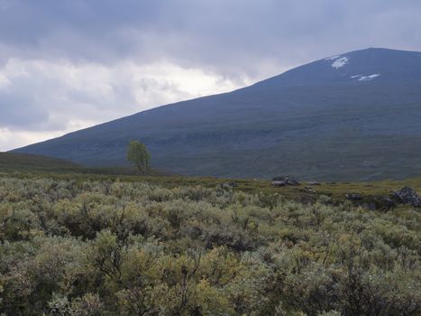 Beautiful wild Lapland nature landscape with green bushes, snow capped mountains and lonely birch tree. Northern Sweden summer at Kungsleden hiking trail