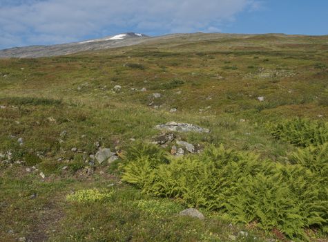 Colorful mountain Sanjartjakka with Beautiful wild Lapland nature landscape with green bushes and lush fern. Blue sky background.
