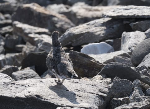 Close up male rock ptarmigan, Lagopus muta, standing on rock stones at Lapland mountain in summer. Selective focus.