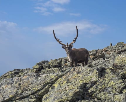 Close up male Reindeer cute looking to the camera. Animal in wild in natural environment on mountain top at Lapland northern Scandinavia, Sweden. Summer, blue sky background.