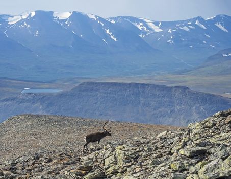 Snow capped mountain peaks and lake with Reindeer going down from Sanjartjakka mountain top. Animal in wild in natural environment at Lapland, northern Scandinavia, Sweden. Summer blue sky background.