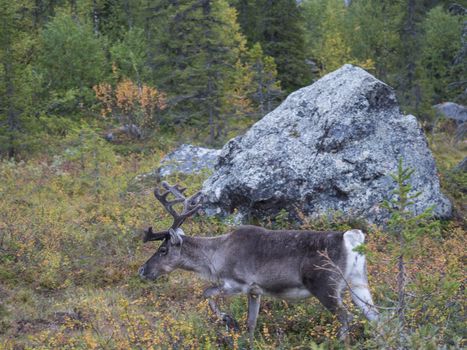 Close up big cute male Reindeer profile view, walking in bushes and autumn forest. Animal in wild in natural environment at Lapland, northern Scandinavia, Sweden. Summer, selective focus on eye