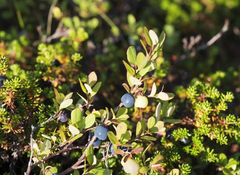 close up ripe and green blueberry on the branch in golden sun light. selective focus.