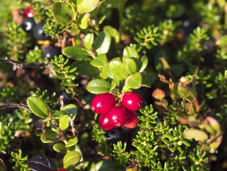 close up ripe red cranberry on the branch with green leaves in golden sun light. selective focus.