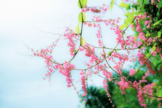 Pink ivy flowers on fence with the sunlight.