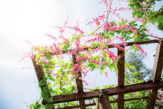 Pink ivy flowers on trellis with the beautiful at sunlight.