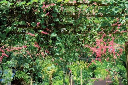 Ivy flowers in garden at sunlight with green background.