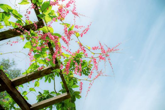 Pink ivy flowers on trellis with the blue sky.