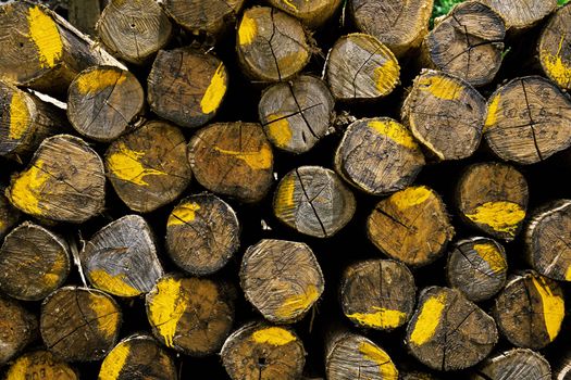 Log piles of color for the lumber industry with background.