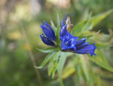 Close up beautiful blue flowers of willow gentian, Gentiana asclepiadea, in Tatra mountains, selective focus.